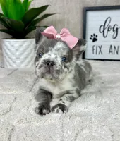 AKC big rope fluffy Merle female, a female French Bulldog for sale in Bargersville, IN – Photo 8 of 9