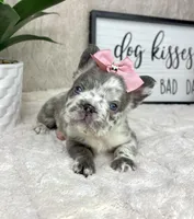 AKC big rope fluffy Merle female, a female French Bulldog for sale in Bargersville, IN – Photo 2 of 9