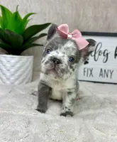 AKC big rope fluffy Merle female, a female French Bulldog for sale in Bargersville, IN – Photo 7 of 9
