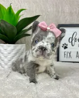 AKC big rope fluffy Merle female, a female French Bulldog for sale in Bargersville, IN – Photo 1 of 9