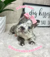 AKC fluffy Merle female, a female French Bulldog for sale in Bargersville, IN – Photo 3 of 6
