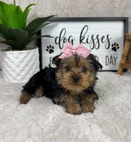 Tina, a female Yorkshire Terrier for sale in Bargersville, IN – Photo 3 of 5