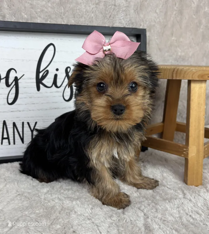 Tina, a female Yorkshire Terrier for sale in Bargersville, IN – Photo 1 of 5
