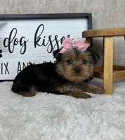 Tina, a female Yorkshire Terrier for sale in Bargersville, IN – Photo 2 of 5