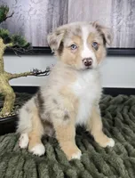 Rusty, a male Australian Shepherd for sale in Bargersville, IN – 3 of 5