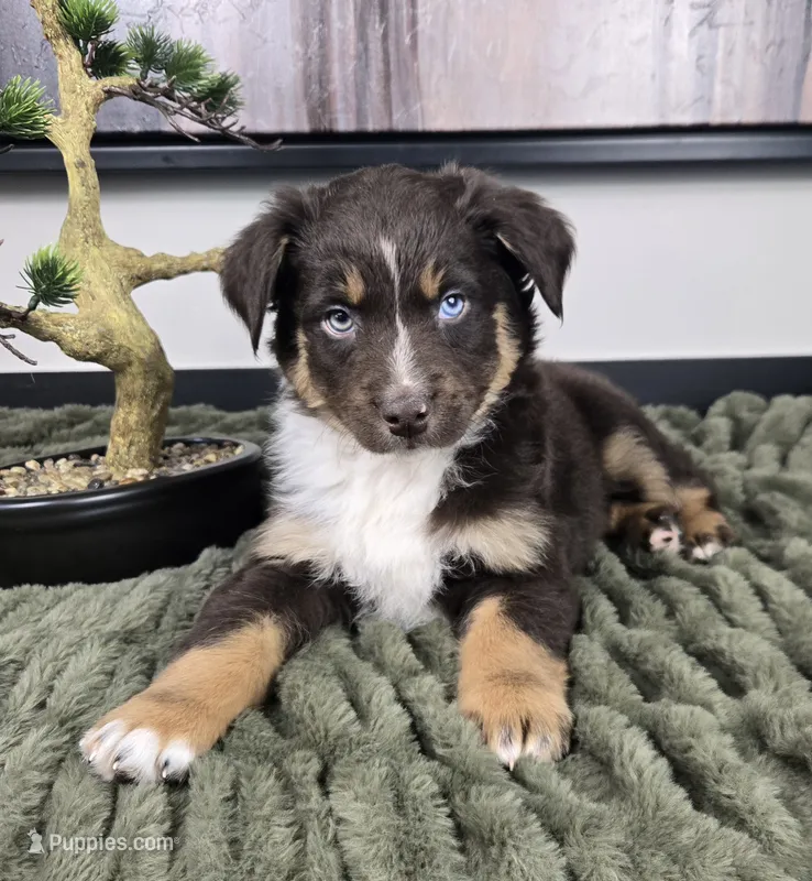 Scooter – Australian Shepherd puppy for sale in Bargersville, IN