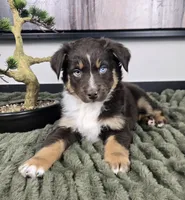 Scooter, a male Australian Shepherd for sale in Bargersville, IN – 1 of 5