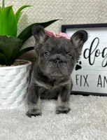 AKC big rope blue female , a female French Bulldog for sale in Bargersville, IN – Photo 5 of 9