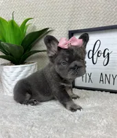 AKC big rope blue female , a female French Bulldog for sale in Bargersville, IN – Photo 4 of 9