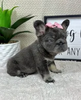 AKC big rope blue female , a female French Bulldog for sale in Bargersville, IN – Photo 9 of 9