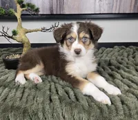 Shelby , a female Australian Shepherd for sale in Bargersville, IN – 5 of 5