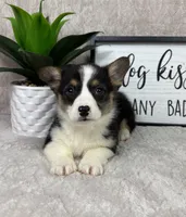 Peanut AKC, a male Pembroke Welsh Corgi for sale in Bargersville, IN – Photo 2 of 5