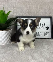 Peanut AKC, a male Pembroke Welsh Corgi for sale in Bargersville, IN – Photo 3 of 5