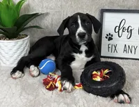 Benjamin, a male Boxer for sale in Bargersville, IN – Photo 5 of 5