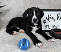 Benjamin, a male Boxer for sale in Bargersville, IN – Photo 2 of 5