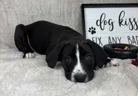 Benjamin, a male Boxer for sale in Bargersville, IN – Photo 4 of 5