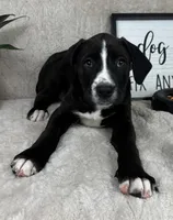 Benjamin, a male Boxer for sale in Bargersville, IN – Photo 3 of 5