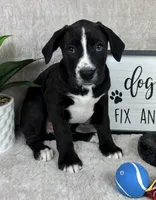 Benjamin, a male Boxer for sale in Bargersville, IN – Photo 1 of 5