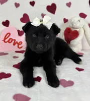 Clara , a female German Shepherd Dog and Miniature Australian Shepherd for sale in Bargersville, IN – Photo 3 of 5