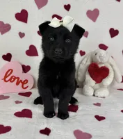 Clara , a female German Shepherd Dog and Miniature Australian Shepherd for sale in Bargersville, IN – Photo 2 of 5