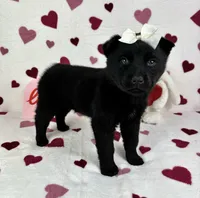 Clara , a female German Shepherd Dog and Miniature Australian Shepherd for sale in Bargersville, IN – Photo 4 of 5
