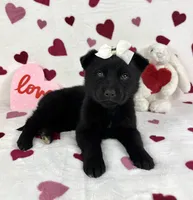 Clara , a female German Shepherd Dog and Miniature Australian Shepherd for sale in Bargersville, IN – Photo 5 of 5