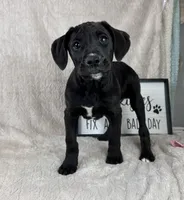 Sawyer , a male Boxer and Labrador Retriever for sale in Bargersville, IN – Photo 1 of 6