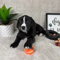 Brooklyn , a female Boxer for sale in Bargersville, IN – Photo 3 of 6