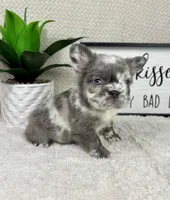 Full fluffy AKC big rope lilac merle male, a male French Bulldog for sale in Bargersville, IN – Photo 5 of 5