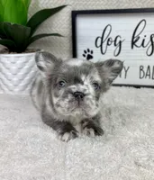 Full fluffy AKC big rope lilac merle male, a male French Bulldog for sale in Bargersville, IN – Photo 4 of 5