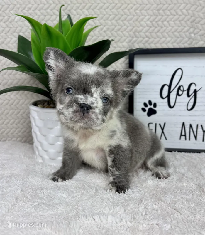 Full fluffy AKC big rope lilac merle male – French Bulldog puppy for sale in Bargersville, IN