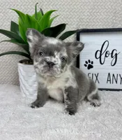 Full fluffy AKC big rope lilac merle male, a male French Bulldog for sale in Bargersville, IN – Photo 1 of 5