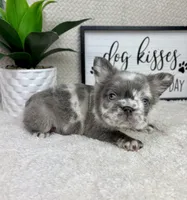 Full fluffy AKC big rope lilac merle male, a male French Bulldog for sale in Bargersville, IN – Photo 2 of 5