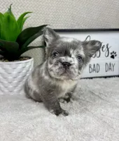 Full fluffy AKC big rope lilac merle male, a male French Bulldog for sale in Bargersville, IN – Photo 3 of 5