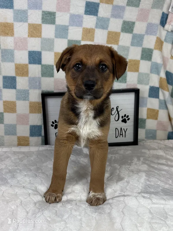 Rueben , a male Australian Cattle Dog for sale in Bargersville, IN – Photo 1 of 3