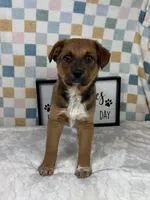 Rueben , a male Australian Cattle Dog for sale in Bargersville, IN – Photo 1 of 3