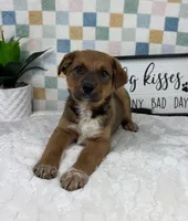 Rueben , a male Australian Cattle Dog for sale in Bargersville, IN – Photo 2 of 3