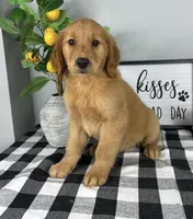 Gracelyn , a female Golden Retriever for sale in Bargersville, IN – Photo 3 of 3