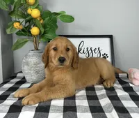 Gracelyn , a female Golden Retriever for sale in Bargersville, IN – Photo 2 of 3