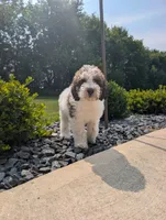 Louie, a male Miniature Labradoodle for sale in Bargersville, IN – 4 of 5