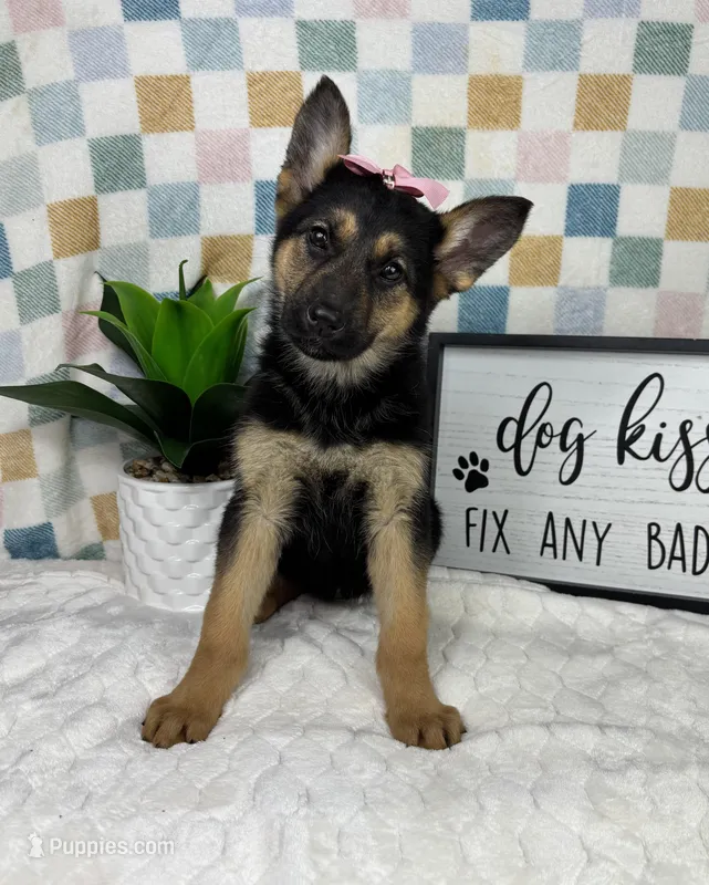 Gigi AKC  – German Shepherd Dog puppy for sale in Bargersville, IN