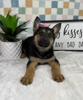 Gigi AKC , a female German Shepherd Dog for sale in Bargersville, IN – Photo 4 of 5