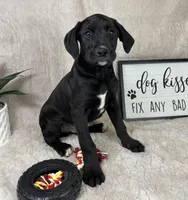 Bentley , a male Boxer and Labrador Retriever for sale in Bargersville, IN – Photo 4 of 5