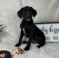 Bentley , a male Boxer and Labrador Retriever for sale in Bargersville, IN – Photo 5 of 5