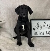 Bentley , a male Boxer and Labrador Retriever for sale in Bargersville, IN – Photo 3 of 5