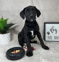 Bentley , a male Boxer and Labrador Retriever for sale in Bargersville, IN – Photo 2 of 5