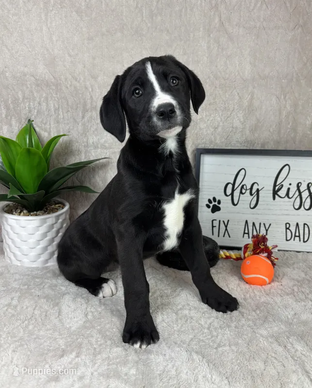 Sydney  – Boxer, Labrador Retriever puppy for sale in Bargersville, IN