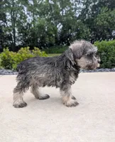 Sandy, a female Miniature Schnauzer for sale in Bargersville, IN – 4 of 6