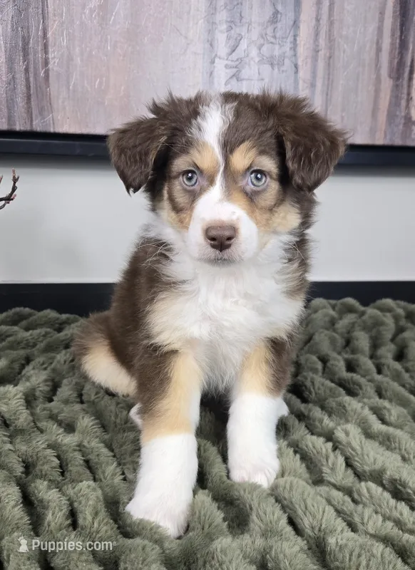 Shelby  – Australian Shepherd puppy for sale in Bargersville, IN
