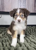Shelby , a female Australian Shepherd for sale in Bargersville, IN – 1 of 5